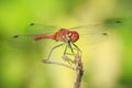 Closeup of a male red colored Ruddy darter Sympetrum sanguineum resting in sunlight in a meadow Royalty Free Stock Photo