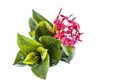 Close up of red colored pentas flower or Egyptian Star Flower or jasmine isolated on white. Royalty Free Stock Photo
