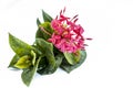 Close up of red colored pentas flower or Egyptian Star Flower or jasmine isolated on white.