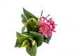 Close up of red colored pentas flower or Egyptian Star Flower or jasmine isolated on white.
