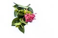 Close up of red colored pentas flower or Egyptian Star Flower or jasmine isolated on white.