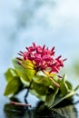 Close up of red colored pentas flower or Egyptian Star Flower or jasmine on wooden surface.