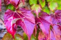 Close up on red, colorful autumn or Fall ivy leaves. Autumn background Royalty Free Stock Photo