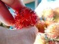The close up of red colour Rambutan is being held by person& x27;s fingers in the outdoor