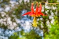 Close up of Red columbine Aquilegia formosa wildflower on a blurred background, California