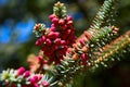 Close up of red cones on spanish fir tree branch Royalty Free Stock Photo