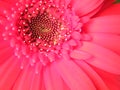 Close-Up of Red Coral Gerber Daisy Flower Blossom Bloom Petal Royalty Free Stock Photo