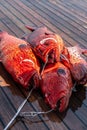 Close-up of red coral grouper on the deck. Royalty Free Stock Photo