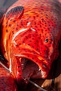 Close-up of red coral grouper on the deck. Royalty Free Stock Photo