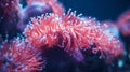 A close-up of Red Coral polyps swaying gently in crystal-clear waters