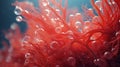 A close-up of Red Coral polyps swaying gently in crystal-clear waters