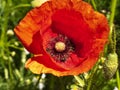 close up red corn poppy flower with capsule with a wild meadow in the background Royalty Free Stock Photo