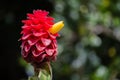Close up Red costus comosus `red tower ginger` flower in a spring season at a botanical garden. Royalty Free Stock Photo