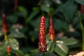 Close-up of a red costus in front of a green palm tree