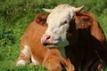 Close-up red cow in green alpine meadows Royalty Free Stock Photo