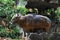 Close up the red cow in zoology