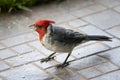 Close Up Red Crested Cardinal Bird Profile