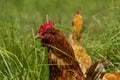 Free chickens in organic egg farm walking on green grass Royalty Free Stock Photo