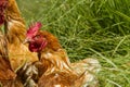 Free chickens in organic egg farm walking on green grass Royalty Free Stock Photo