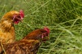 Free chickens in organic egg farm walking on green grass Royalty Free Stock Photo