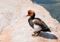 Red Crested Pochard Royalty Free Stock Photo
