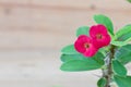 Close up red crown of thorns flower wooden background