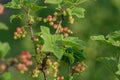 Close up of Red currant bush in the garden Royalty Free Stock Photo