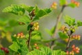 Close up of Red currant bush in the garden Royalty Free Stock Photo