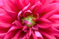 Close-up red dahlia in bloom in a garden Royalty Free Stock Photo