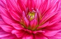 Close-up red dahlia in bloom