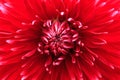 Close-up red dahlia in bloom