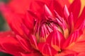 Close up of a red Dahlia Rose. Royalty Free Stock Photo