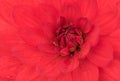 Close up of a red Dahlia Rose. Royalty Free Stock Photo
