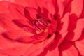 Close up of a red dahlia Rose. Royalty Free Stock Photo