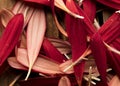Close up of red daisy petals from above with rich color