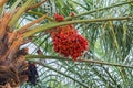 Close up of red dates hanging in palm trees of the Oulad Othmane oasis