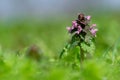 Close up of red dead-nettle Lamium purpureum