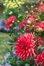 Red decorative Dahlia Garden Other Dahlias in background