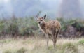 Close up of a red deer calf in the falling rain