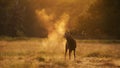 Red Deer calling during rutting season at sunrise