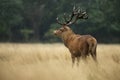 Red deer stag in the falling rain Royalty Free Stock Photo