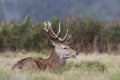 Close up of a red deer in the falling rain Royalty Free Stock Photo