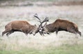 Red deer fighting during rutting season Royalty Free Stock Photo