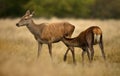 Red deer hind feeding her calf Royalty Free Stock Photo