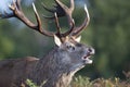 Red deer male calling during rutting season in autumn Royalty Free Stock Photo