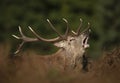 Red deer male calling during rutting season in autumn Royalty Free Stock Photo