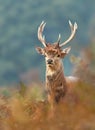 Red deer stag with antlers decorated with ferns and vegetation during rut Royalty Free Stock Photo