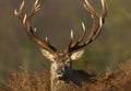 Close-up of a red deer stag in autumn