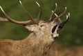 Close-up of a red deer stag bellowing in autumn Royalty Free Stock Photo