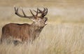 Close-up of a red deer stag bellowing Royalty Free Stock Photo